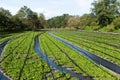 Wasabi field Royalty Free Stock Photo