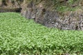 Japanese horseradish Wasabi field Royalty Free Stock Photo