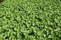 Japanese horseradish Wasabi field Royalty Free Stock Photo