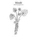 Wasabi or Japanese horseradish Eutrema japonicum , edible plant