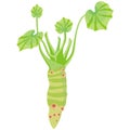 Wasabi plant