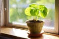 wasabi plant growing in a small pot on a sunny windowsill Royalty Free Stock Photo