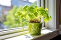 wasabi plant growing in a small pot on a sunny windowsill Royalty Free Stock Photo