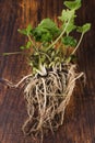 Wasabi plant with roots