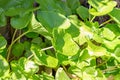 Wasabi plant, Stockport, UK Royalty Free Stock Photo