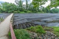 Wasabi plantation field at Daio Wasabi Farm. Royalty Free Stock Photo