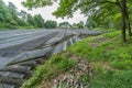 Wasabi plantation greenhouse at Daio Wasabi Farm. Royalty Free Stock Photo