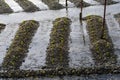 Wasabi plantation Royalty Free Stock Photo