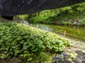 Wasabi plants growing undercover next to a clear, cold stream in Nagano, Japan Royalty Free Stock Photo