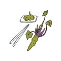 Wasabi root isolated on white background. Vector illustration of wasabi Royalty Free Stock Photo