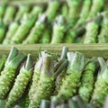 Wasabi root for sale in a typical japanese market Royalty Free Stock Photo