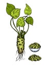 Wasabi root slice with sauce in bowl vector drawing. Color sketch for wasabi or japanese sashimi. Hand drawn sushi