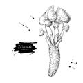 Wasabi root vector drawing. Hand drawn plant botanical sketch. Sushi ingredient.