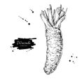 Wasabi root vector drawing. Hand drawn plant botanical sketch. Sushi ingredient.