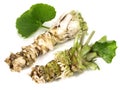 Wasabi Roots with Leaves on white Background - Isolated