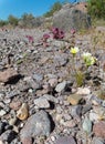 Black Mountains in Western Arizona wildflowers