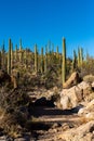 Wash Cuts through Saguaro Cactus Plants