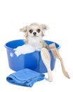 Wash the dog Royalty Free Stock Photo