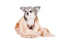 Wash the dog Royalty Free Stock Photo