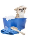 Wash the dog Royalty Free Stock Photo