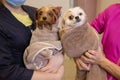 Wash the dogs grooming . Two cute wet havanese puppies after bath is sitting on a blue towel and looking upward. Royalty Free Stock Photo