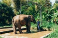 Wash elephant in Chiang Mai Elephant Park