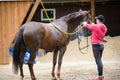 Wash the horse. Royalty Free Stock Photo