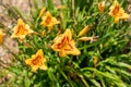 Wash-House Lily, Orange Day Lily or Tiger Day Lily - Hemerocallis Fulva