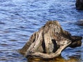 Washed Ashore Old and Weathered Tree Stump Royalty Free Stock Photo