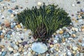 Washed ashore seaweed on a rocky beach Royalty Free Stock Photo