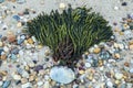 Washed ashore seaweed on a rocky beach