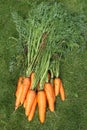 Washed carrots with tops from a garden-bed on a green grass
