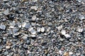 Washed empty seashells on a beach