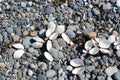 Washed empty seashells on a beach