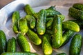 Washed fresh gherkins in a pan, ready for canning Royalty Free Stock Photo