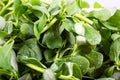 Washed fresh purslane. Vegetable background. Close-up.