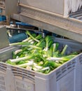 Washed green onions unloaded into plastic box from conveyor sorting line