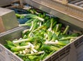 Washed green onions unloaded into plastic box from conveyor sorting line