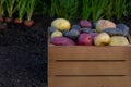 Variety of organic washed potatoes in the wooden crate in the garden