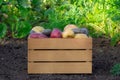 Variety of organic washed potatoes in the wooden crate in the garden