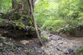 Washed out roots near creek