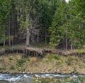 Washed-out roots of trees at a brookside Royalty Free Stock Photo