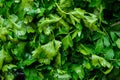 Washed Petroselinum crispum  parsley in a pile at the Farmers market  very popular herb used as a garnish Royalty Free Stock Photo