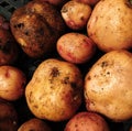 Washed potato tubers lie on a plastic wire rack