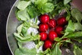 Washed radishes in a metallic bowl Royalty Free Stock Photo