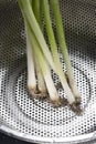 Washed spring onions in a stainless steel colander strainer utensil.