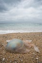 Washed up Barrell Jellyfish Royalty Free Stock Photo