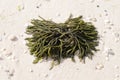 Seaweed on the sand