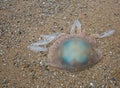 Washed up and beached Barrell Jellyfish Royalty Free Stock Photo