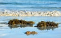 Washed up bladder wrack seaweed Fucus vesiculosus,